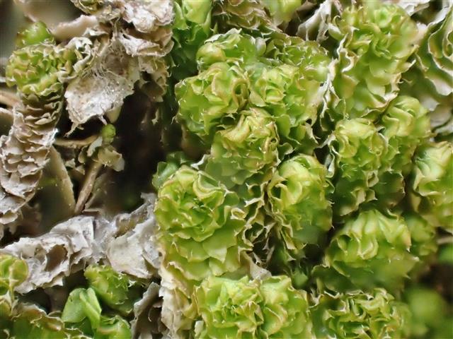 Barbilophozia lycopodioides (Wallr.) Loeske #61770