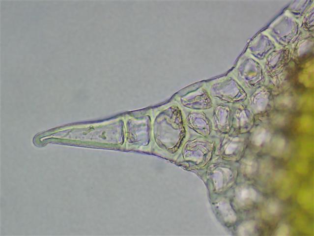 Barbilophozia lycopodioides (Wallr.) Loeske #61773