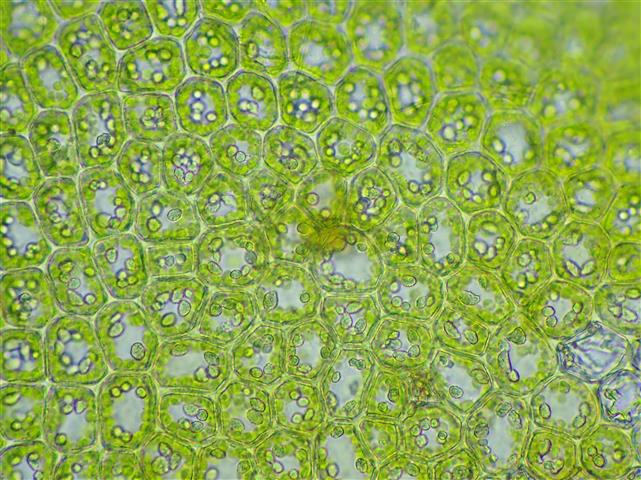 Barbilophozia lycopodioides (Wallr.) Loeske #61774