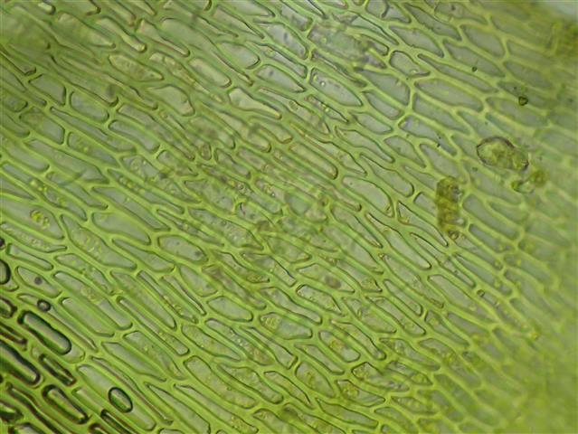 Barbula convoluta Hedw. #62787