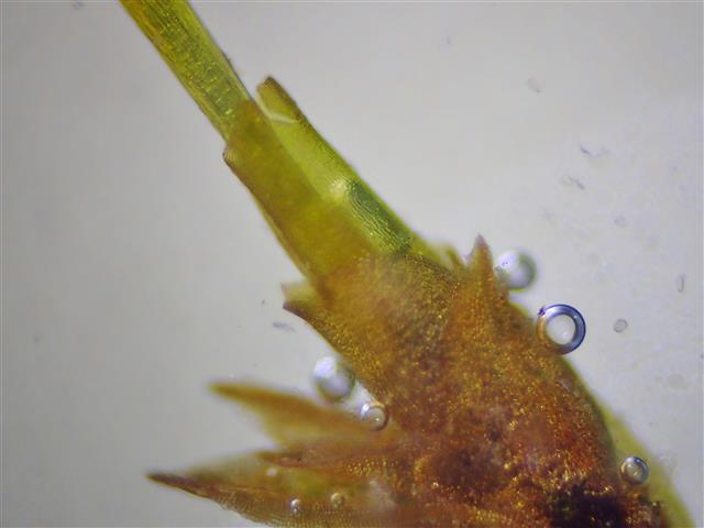 Barbula convoluta Hedw. #62786