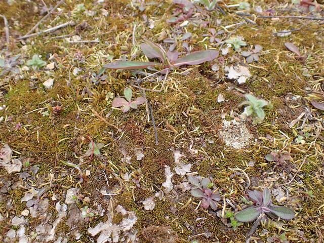 Barbula convoluta Hedw. #62778