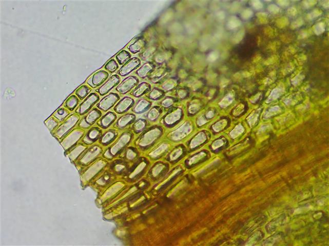 Barbula convoluta Hedw. #62783