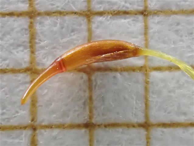 Barbula convoluta Hedw. #62785