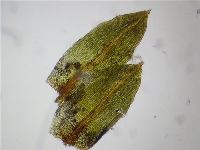 Barbula convoluta Hedw. #62781