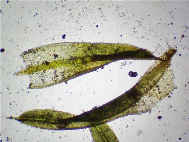 Barbula unguiculata Hedw. #61725