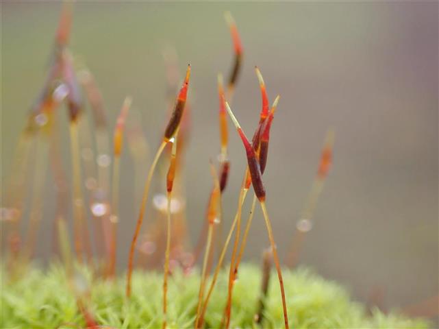 Barbula unguiculata Hedw. #61728