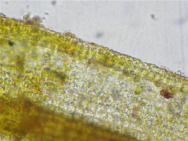 Barbula unguiculata Hedw. #61727