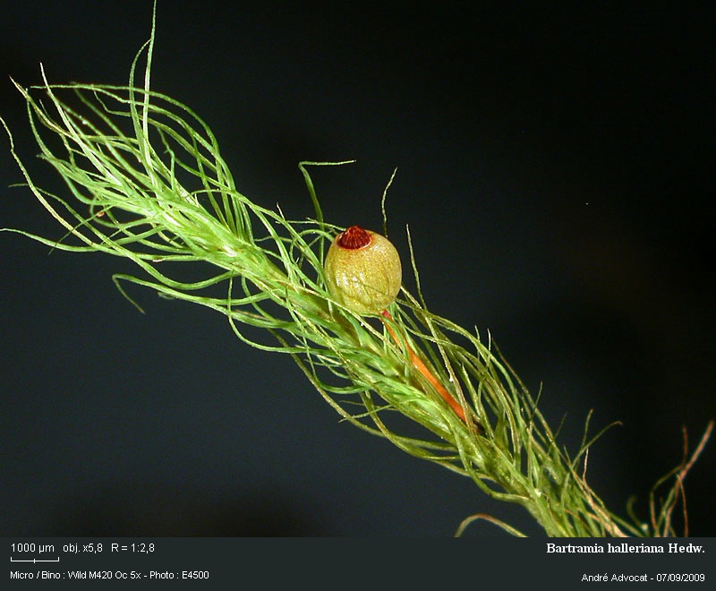 Bartramia halleriana Hedw. #12343