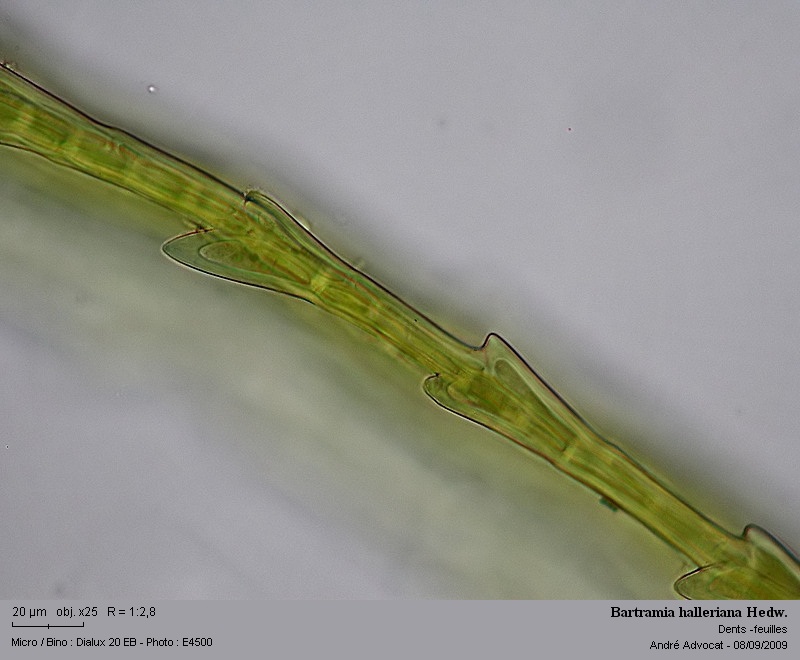 Bartramia halleriana Hedw. #12345