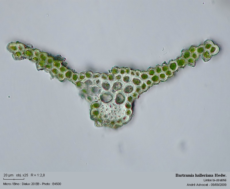 Bartramia halleriana Hedw. #12356
