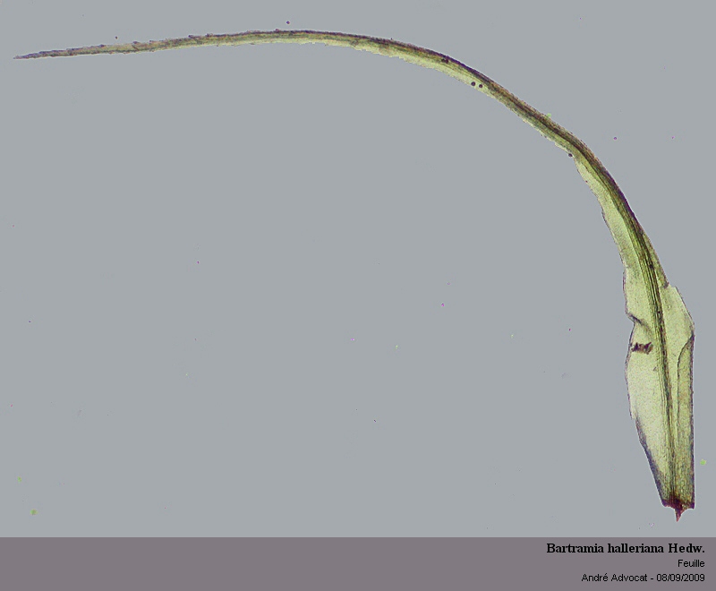 Bartramia halleriana Hedw. #12344
