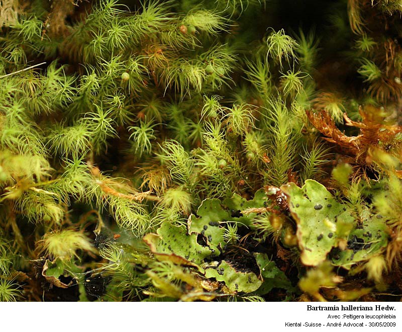 Bartramia halleriana Hedw. #12340