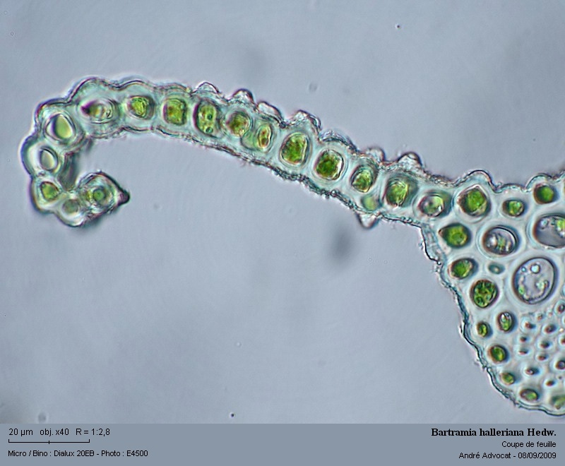 Bartramia halleriana Hedw. #12354