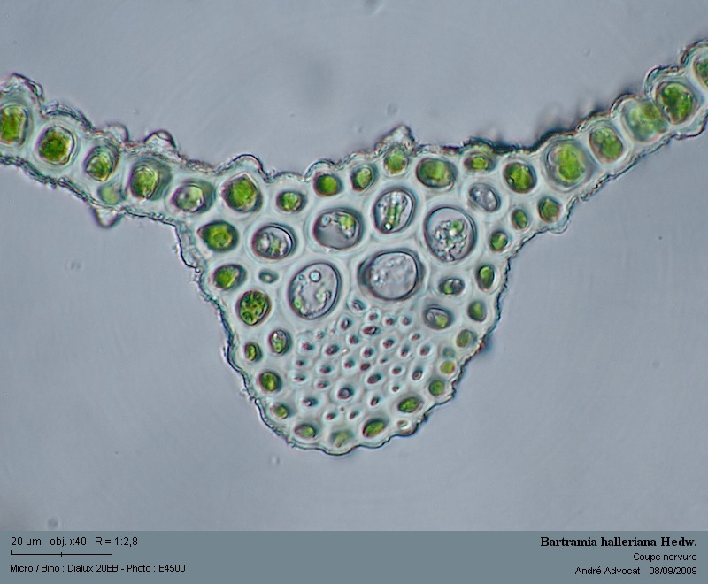Bartramia halleriana Hedw. #12355