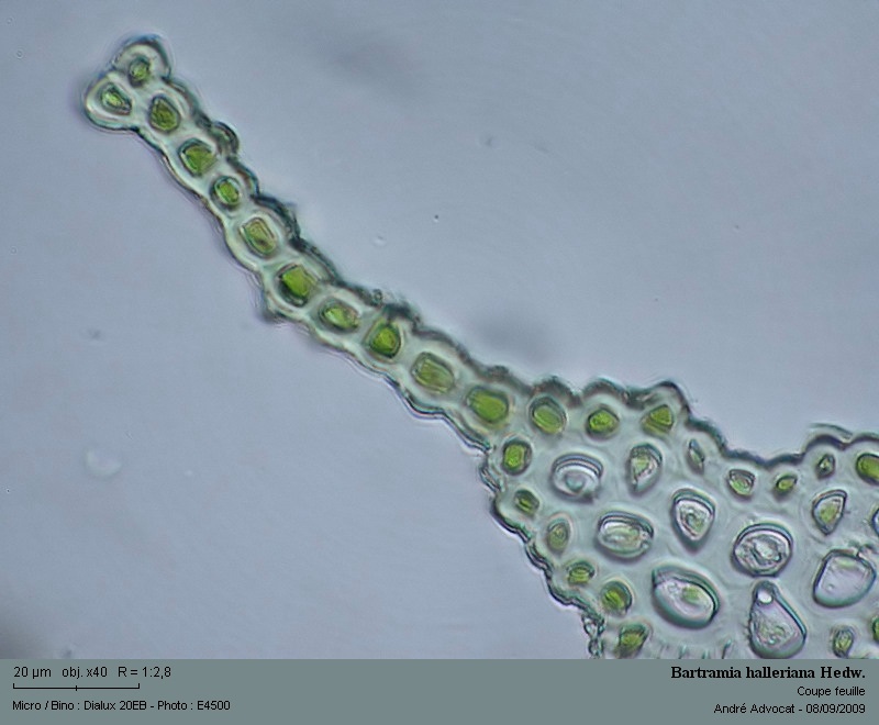 Bartramia halleriana Hedw. #12353