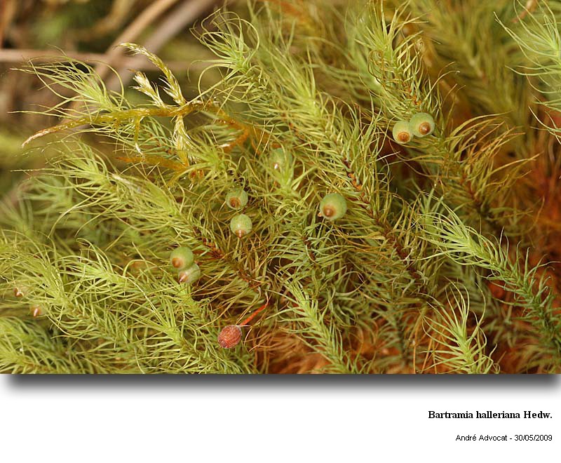 Bartramia halleriana Hedw. #12342