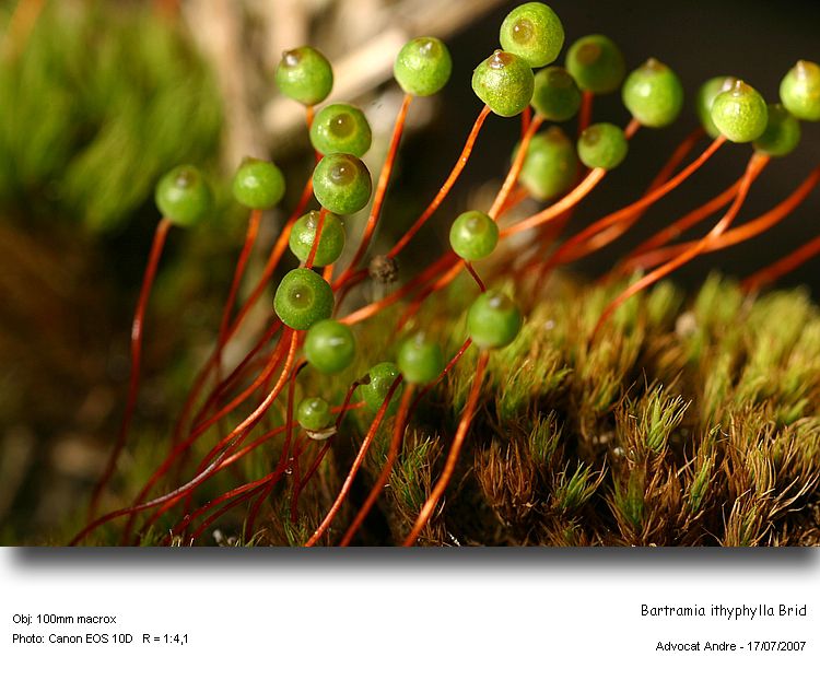 Bartramia ithyphylla Brid. #670