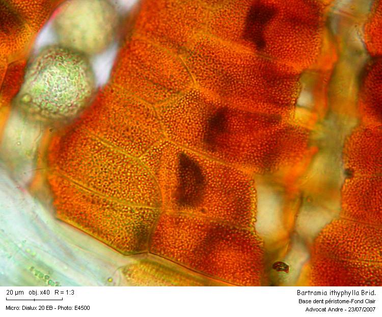 Bartramia ithyphylla Brid. #674