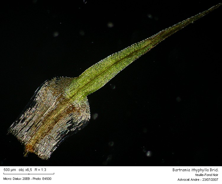 Bartramia ithyphylla Brid. #677