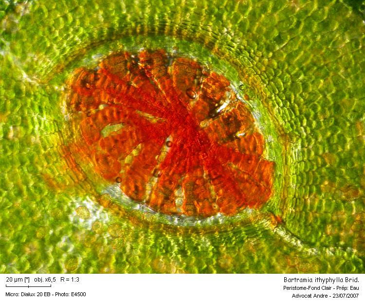 Bartramia ithyphylla Brid. #673