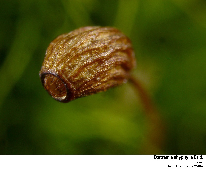 Bartramia ithyphylla Brid. #36448