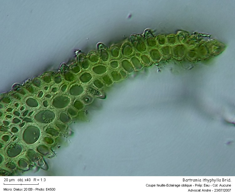 Bartramia ithyphylla Brid. #679