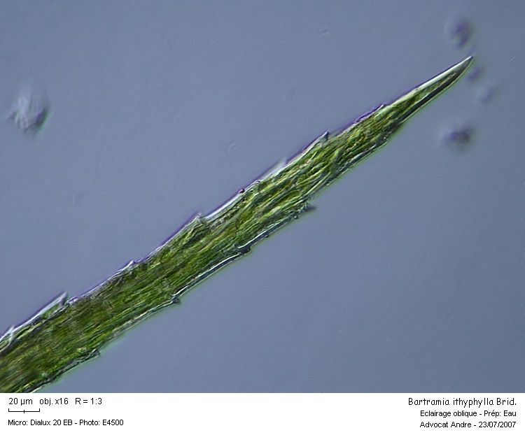 Bartramia ithyphylla Brid. #678