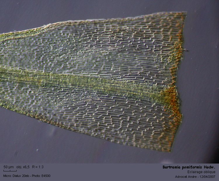 Bartramia pomiformis Hedw. #1855