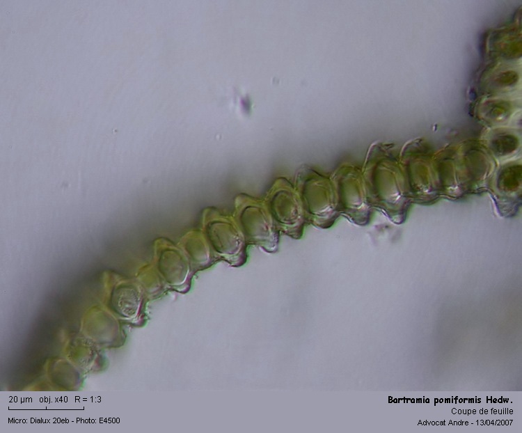 Bartramia pomiformis Hedw. #1858