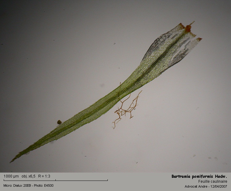 Bartramia pomiformis Hedw. #1854