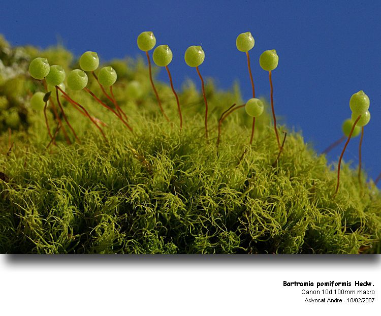 Bartramia pomiformis Hedw. #1853