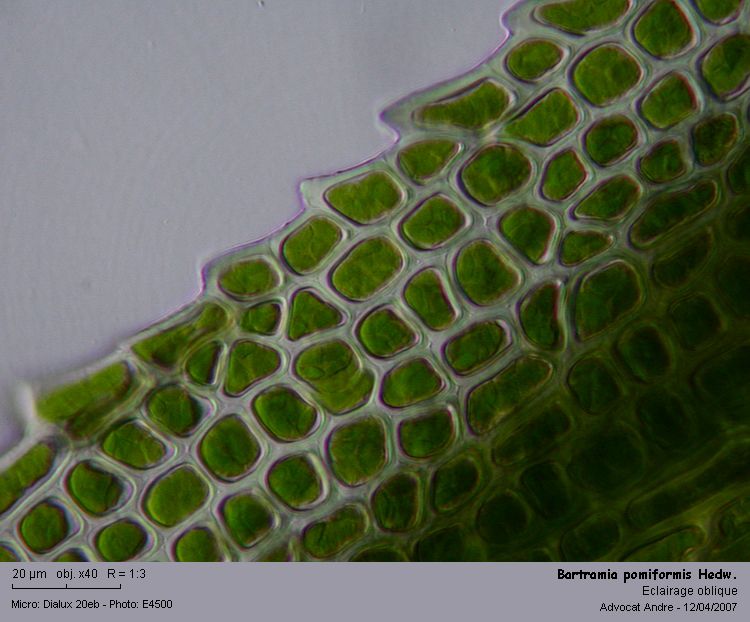 Bartramia pomiformis Hedw. #1856