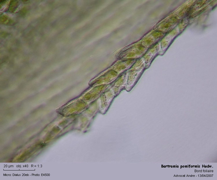 Bartramia pomiformis Hedw. #1859