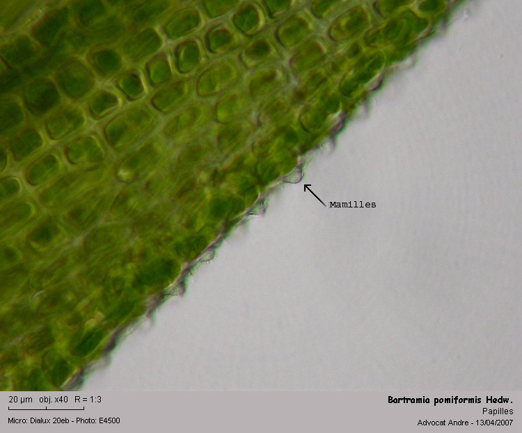 Bartramia pomiformis Hedw. #1863