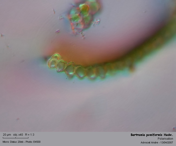 Bartramia pomiformis Hedw. #1860
