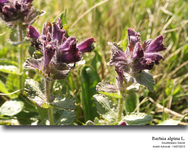 Bartsia alpina L. #41831