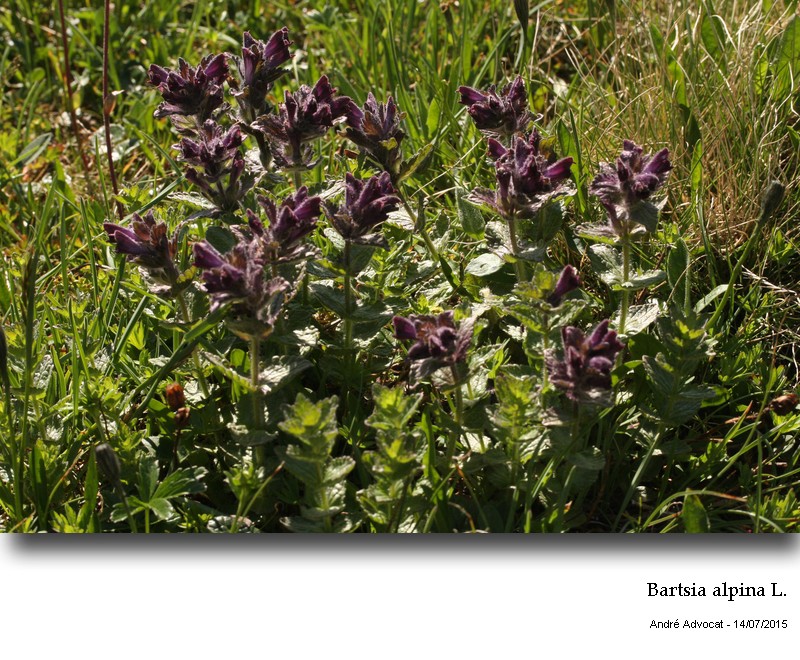 Bartsia alpina L. #41830