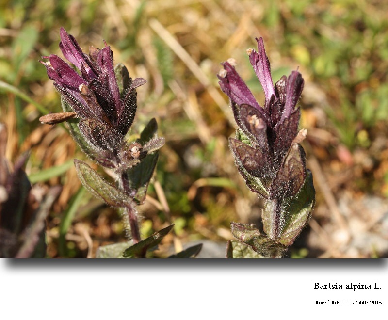 Bartsia alpina L. #41832