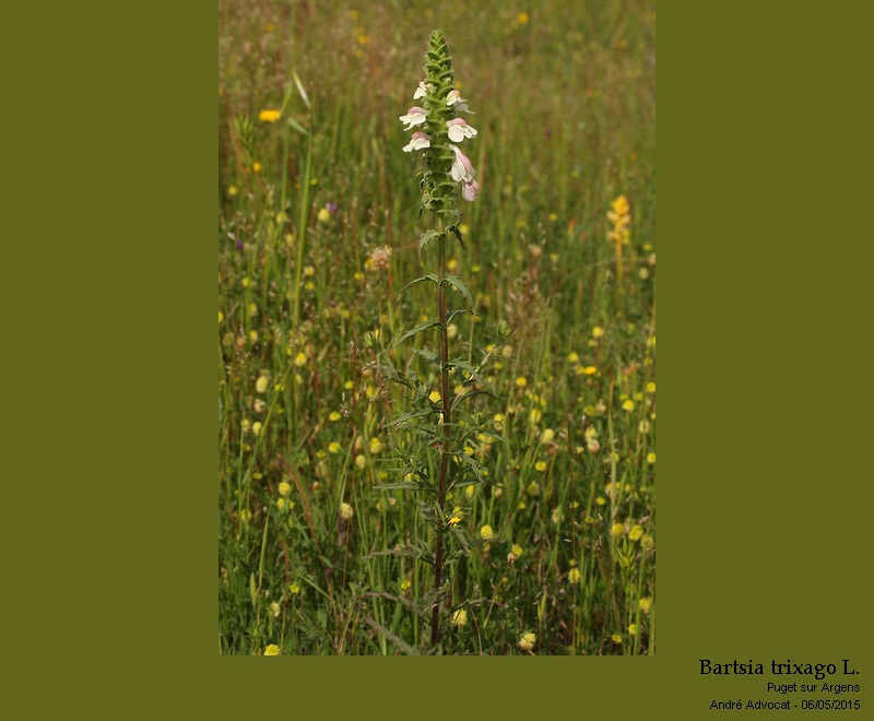 Bartsia trixago L. #41480