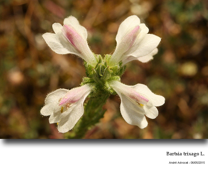 Bartsia trixago L. #41482