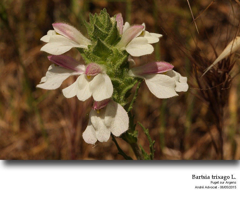 Bartsia trixago L. #41481