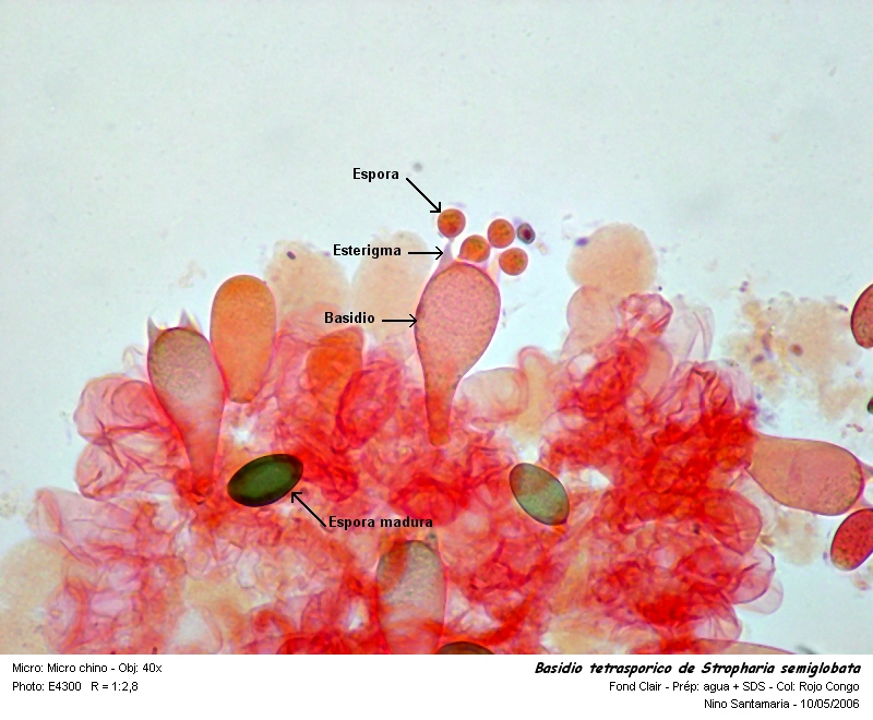 Basidiomycetes (définition) #850