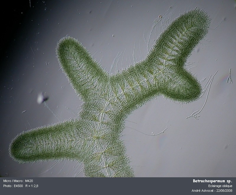 Batrachospermum sp. (Rhodophytes,Algue rouge) #4506