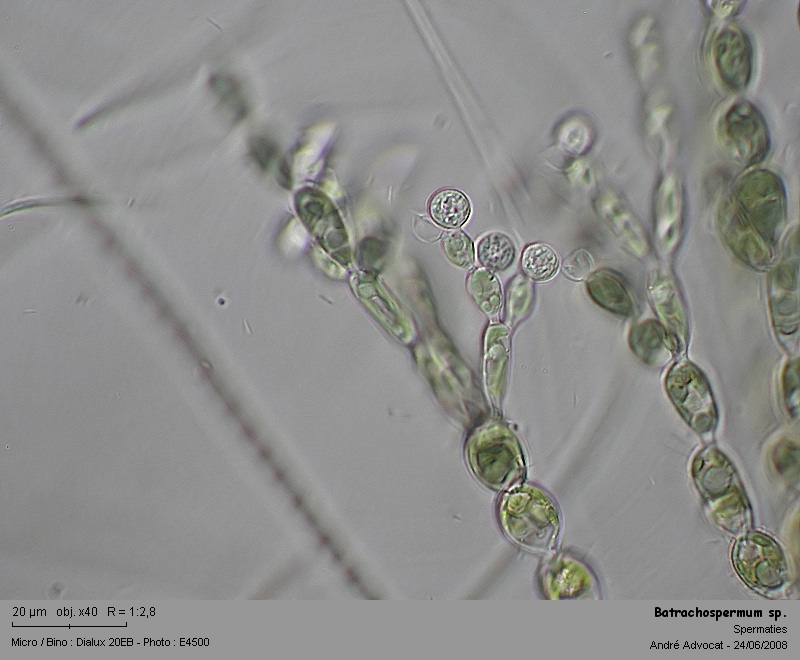 Batrachospermum sp. (Rhodophytes,Algue rouge) #4537