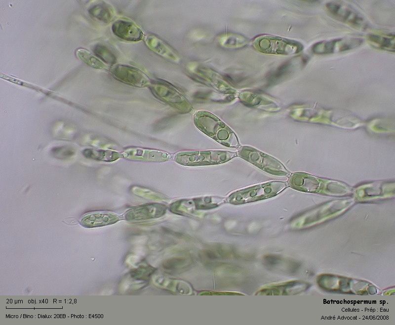 Batrachospermum sp. (Rhodophytes,Algue rouge) #4531