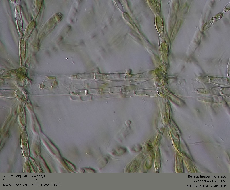 Batrachospermum sp. (Rhodophytes,Algue rouge) #4529
