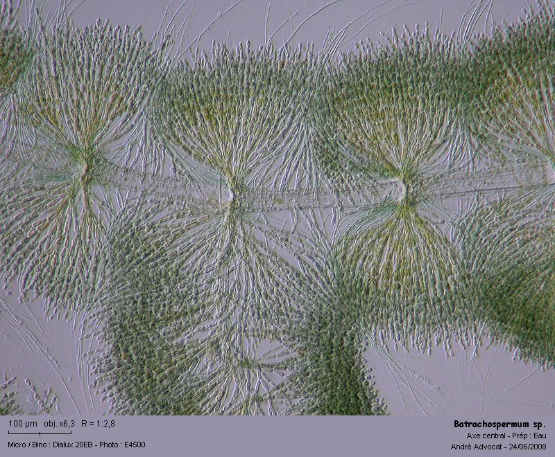 Batrachospermum sp. (Rhodophytes,Algue rouge) #4528