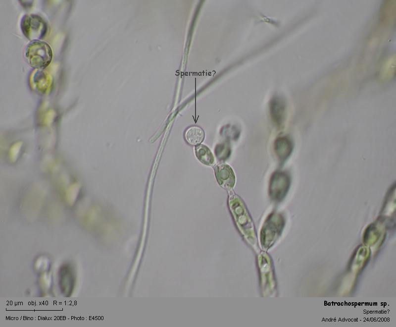 Batrachospermum sp. (Rhodophytes,Algue rouge) #4536