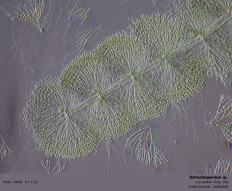 Batrachospermum sp. (Rhodophytes,Algue rouge) #4527